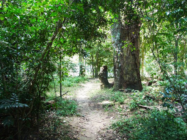 The Rainforest walk has an abundance of flora and fauna.