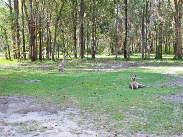 You'll share Poverty Creek camping area with the kangaroos.