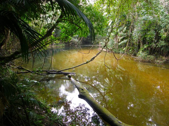 Part of the Rainforest walk follows the beautiful Broadwater Creek.