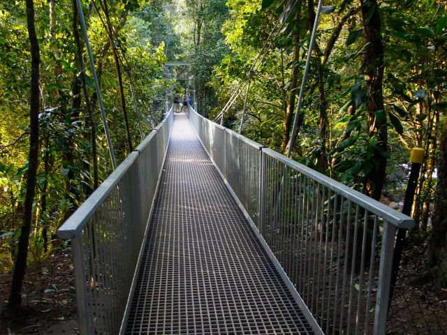 Image of the Rex Creek bridge track which links the bridge to the Baral Marrjanga track.