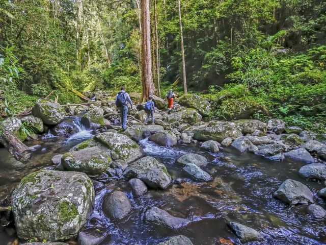 You'll have the chance to cross Canungra Creek several times.