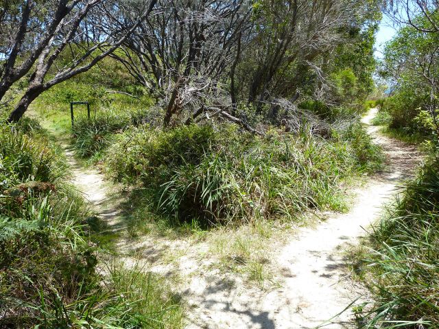 The easy Honeymoon Bay track passes through coastal woodland.