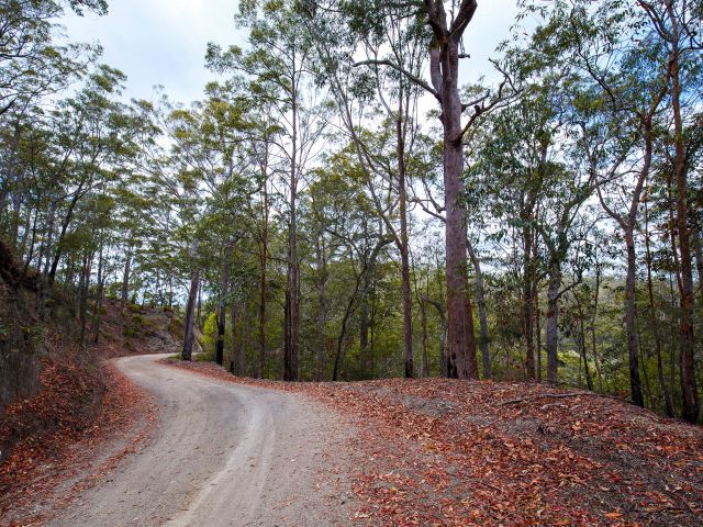 Wind your way through eucalypt forest and rainforest.