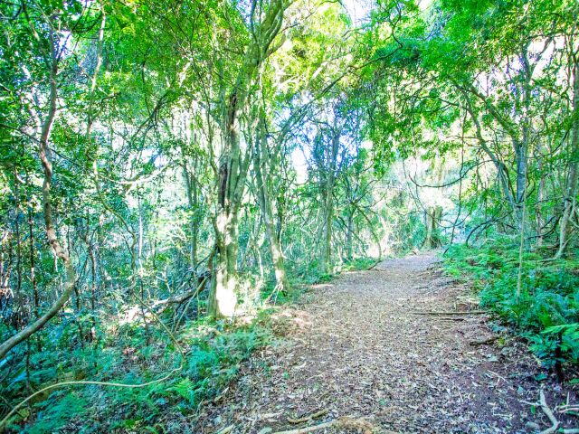 Rainforest gives way to tangling vine thicket on the Cherry Plain to Burtons Well track.