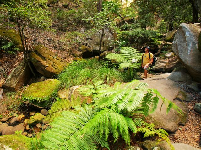 Walk among ferns and moss-covered rocks on the Mickey Creek Gorge Walk.