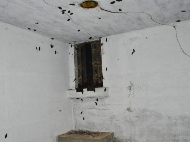 Inside a WWII ruin on Rous Battery track.