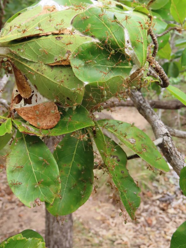 Green ants swarming over leaves on a tree, protecting their nest..