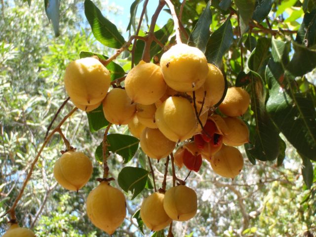 Tuckeroo <em>Cupaniopsis anacardioides</em>