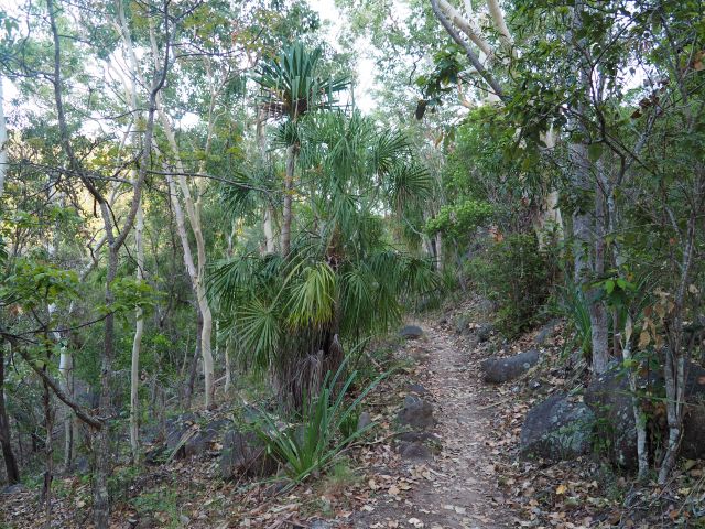 Poplar gum woodland interspersed with Weeping cabbage palms Livistona decora on the Arcadia side. 