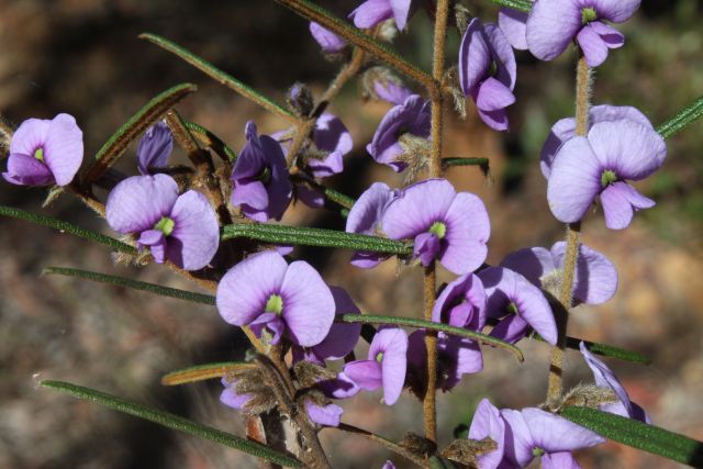 Hovea ramulosa