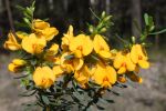 Graceful bush pea, Pultenaea flexilis.