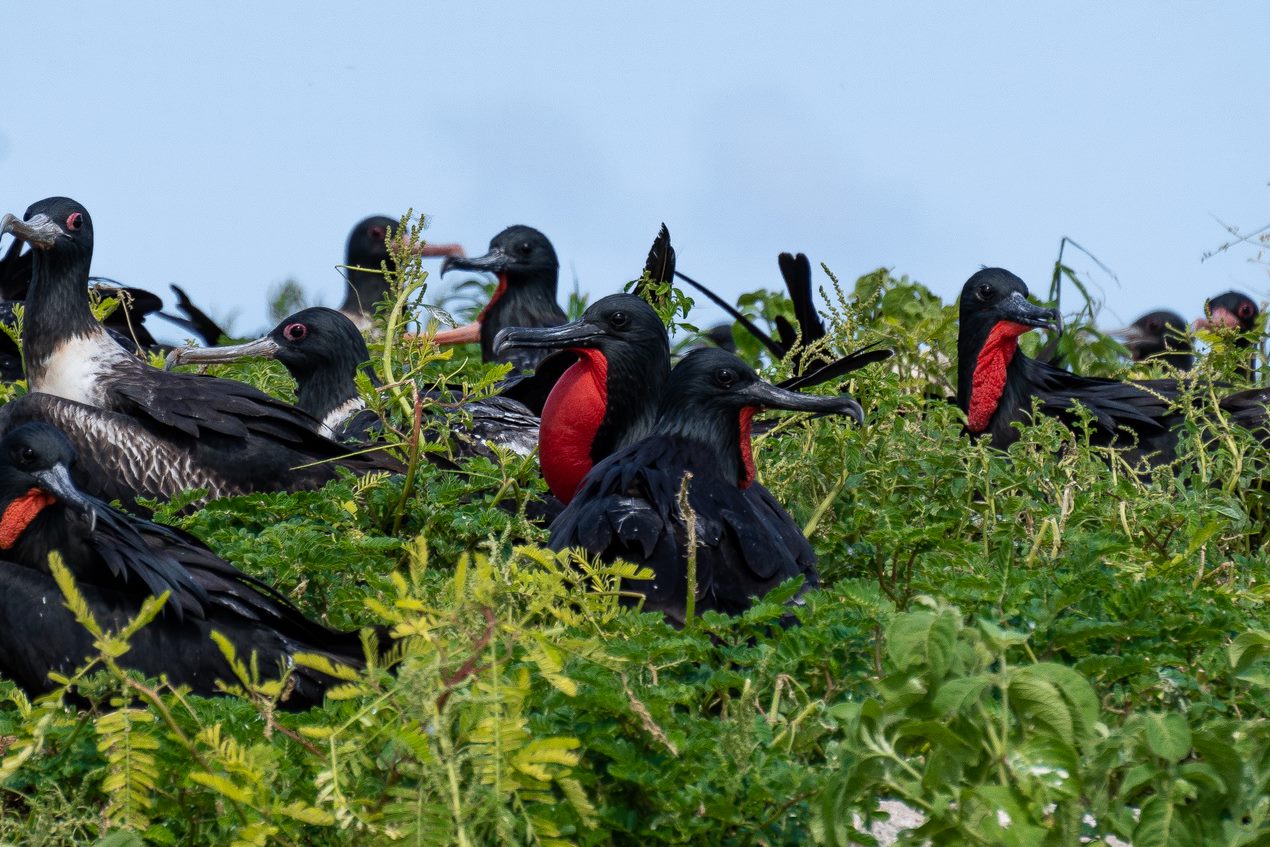 Lesser frigatebirds.