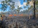 Photo of low burning fire through grassland with unburnt trees