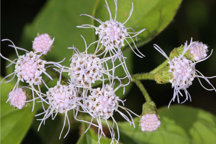A close up of Siam weed, Light pink dense clusters of 10–35 tubular flowers with flower-heads (about 10 mm long and 3 mm wide) consisting of numerous tiny flowers with layers of overlapping slender bracts.