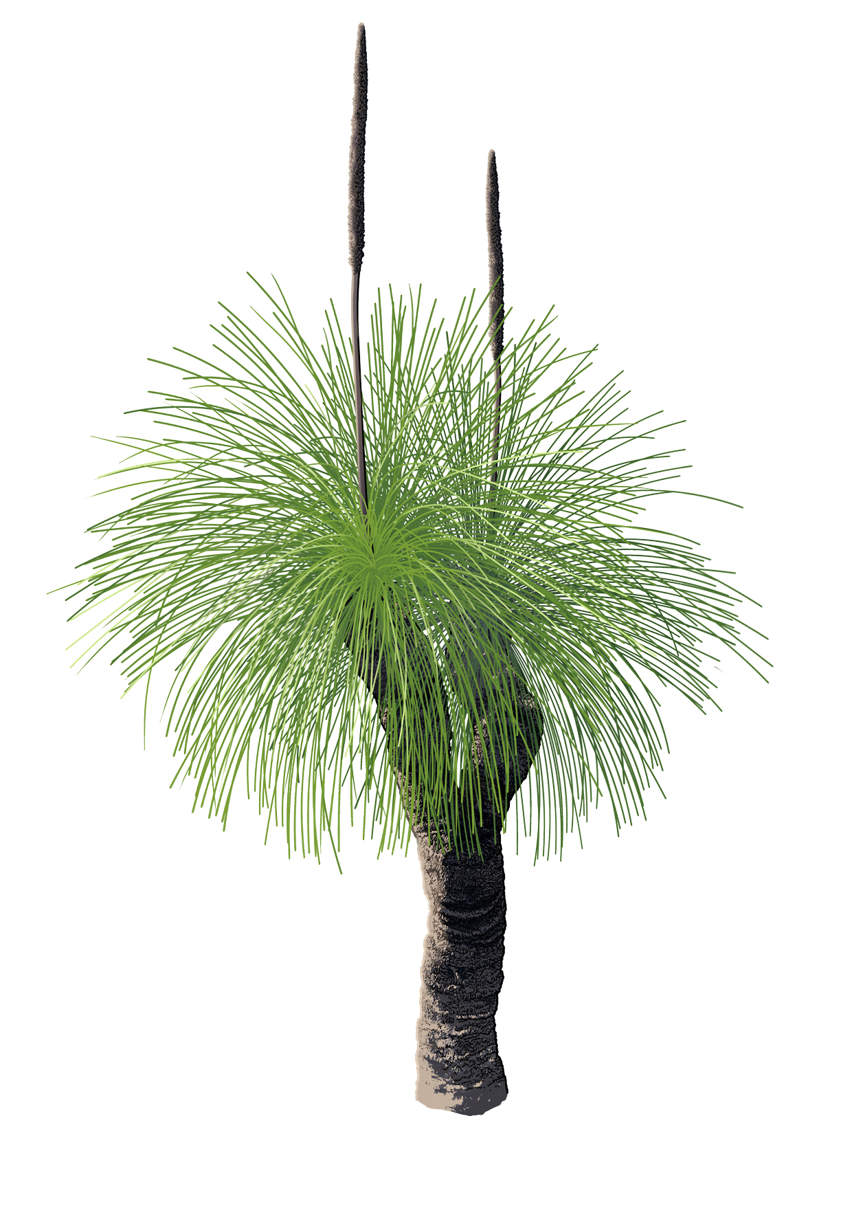 Grass tree with long green needle like leaves, short black stump and flower spikes in centre. 
