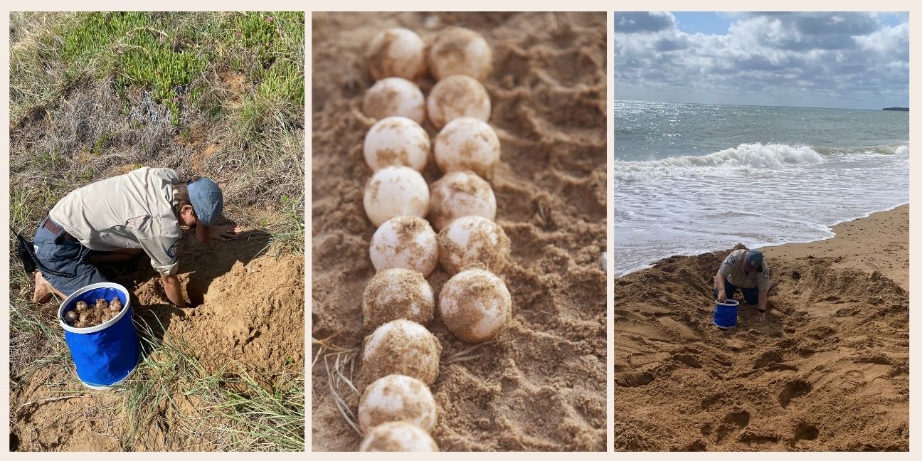 Three images. First one is of Ranger digging eggs out of sand and putting in a bucket. Second image is of round white eggs lined up on the sand. Third image is Ranger digging with blue bucket in the sand.