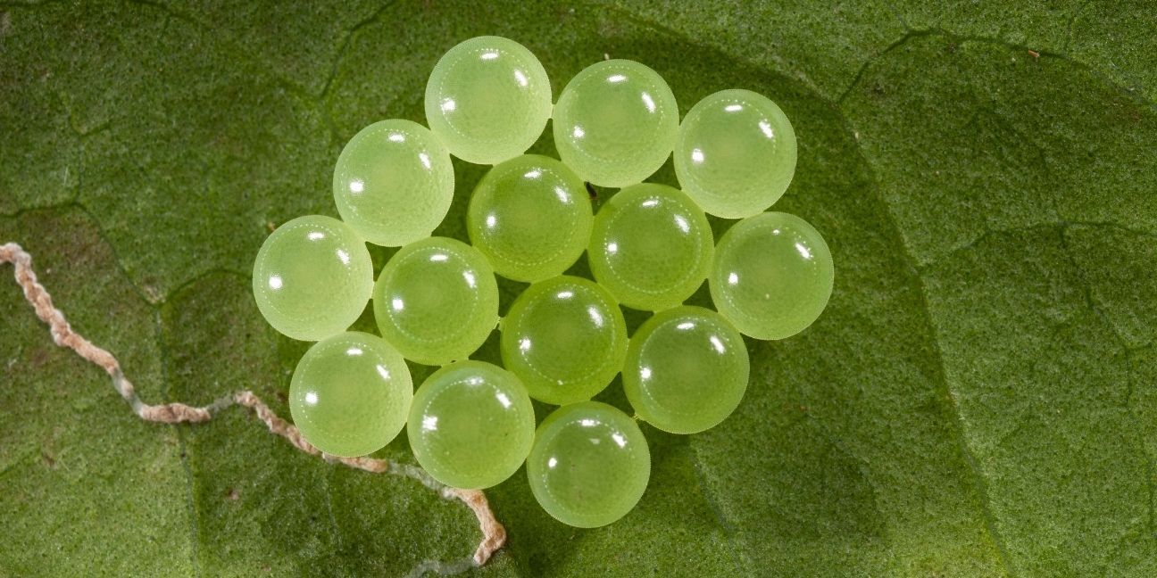 Group of round, green eggs on a darker green leaf.