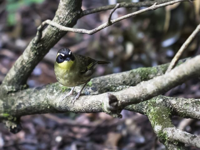 Share the camp with birdlife like this yellow-throated scrub wren.