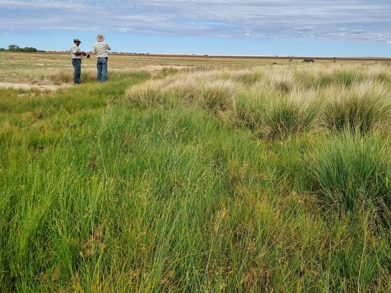 Green growth over mound springs.