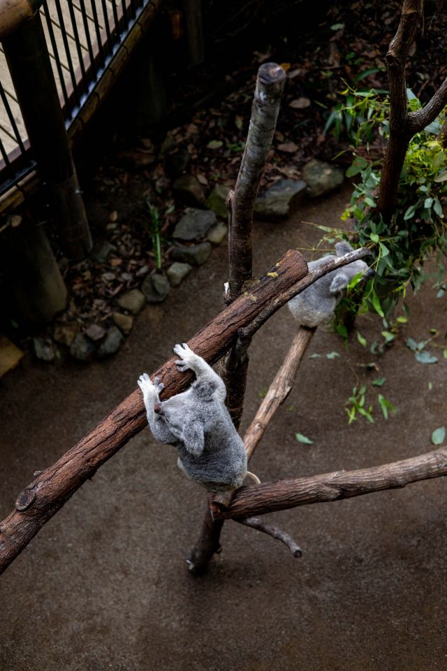 Photo of two female koalas, one climbing between branches, and one eating eucalyptus leaf.