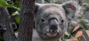 Photo of male koala, Boondi, sits among eucalyptus leaf.