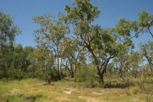 Woodlands at Forest Den National Park