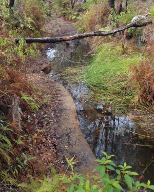 Small natural spring in a forested area in Blackdown Tableland National Park with clear water flowing through a narrow, muddy channel surrounded by green and brown vegetation. 