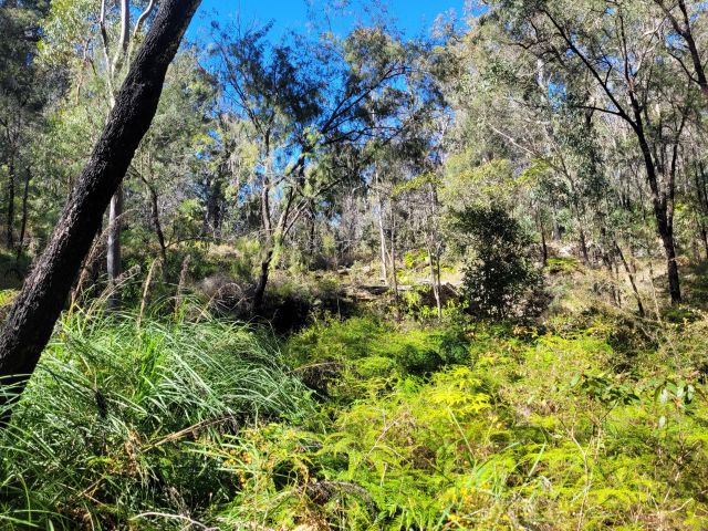 A sunlit forested creek area with dense green vegetation and tall trees under a clear blue sky. The scene highlights natural growth along a spring-fed creek.