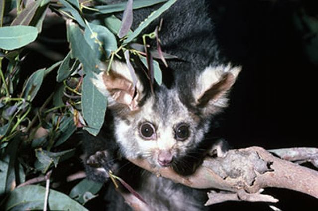 Great glider on eucalypt tree branch