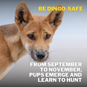 Image of be dingo-safe social tile - September to November, pups emerge and learn to hunt