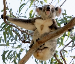 Koalas are often seen in trees near the day-use area and along the walking tracks. 