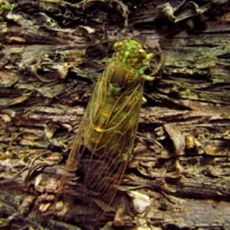 Cicada