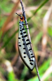 Hallorans Hill Conservation Park has a high diversity of fauna, including insects like this mayfly. 