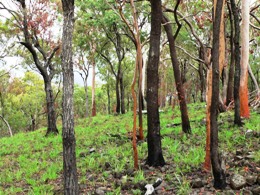 Image of lemon-scented gum, white mahogany and ironbark
