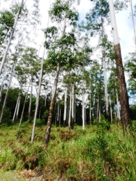 Rose gum on the rainforest margin. 