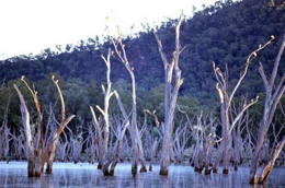Nankeen night-herons roosting at Lake Nuga Nuga. 