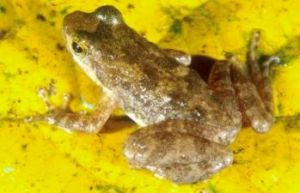Eungella dayfrog. 