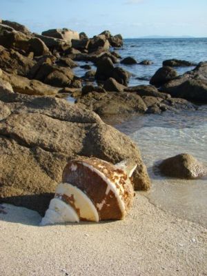 A shell on the beach.