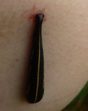 Image of a leech. If undetected a leech will become engorged and eventually drop off.