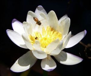 Water lily and bee. 