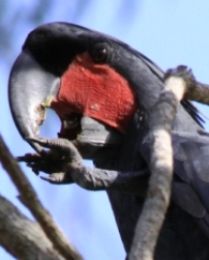 Palm cockatoos can sometimes be seen feeding on the ground around the camp sites. 