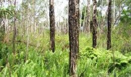 Melaleuca tall open forest. 