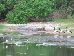 Estuarine crocodile and magpie geese at Twelve Mile Lagoon