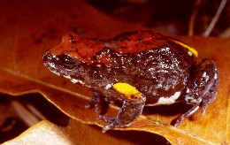 Magnificent broodfrog. 