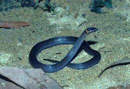 The northern crowned snake is a mabi forest resident. 