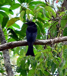 Watch the aerial maneuvers of  the spangled drongo. 