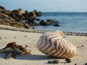 Nautilus shell on the beach.