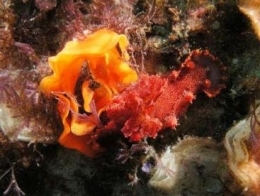 Nudibranch. 