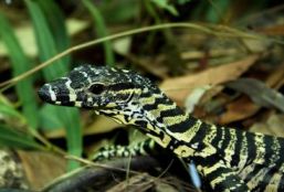 Image of a lace monitor