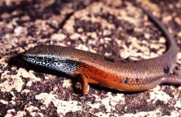 Sun-loving rainbow skinks are the most common reptile seen around Auburn River